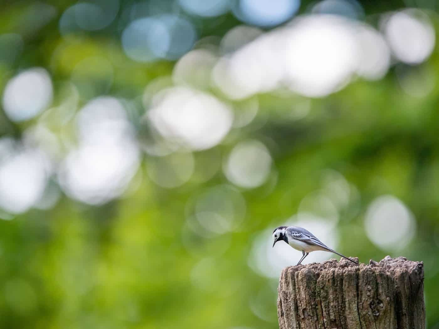 Die Bachstelze gehört zu den ersten Rückkehrern unter den Zugvögeln. (Archivbild) / Foto: Lino Mirgeler/dpa