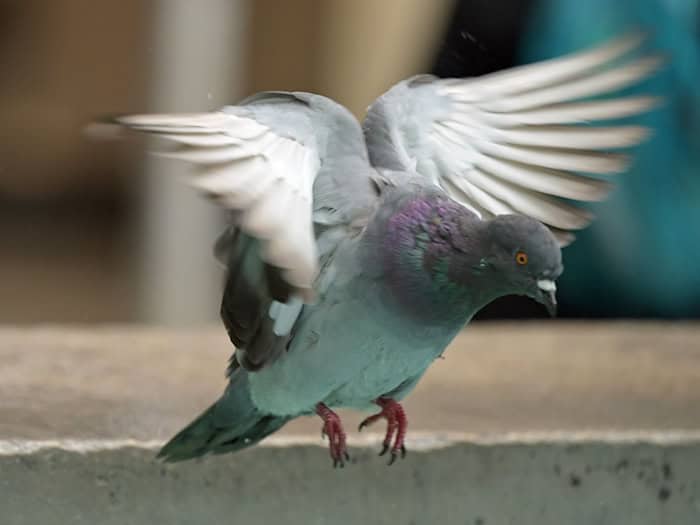 Mindestens 15 Tauben mussten gerettet werden. (Symbolbild) / Foto: Malin Wunderlich/dpa