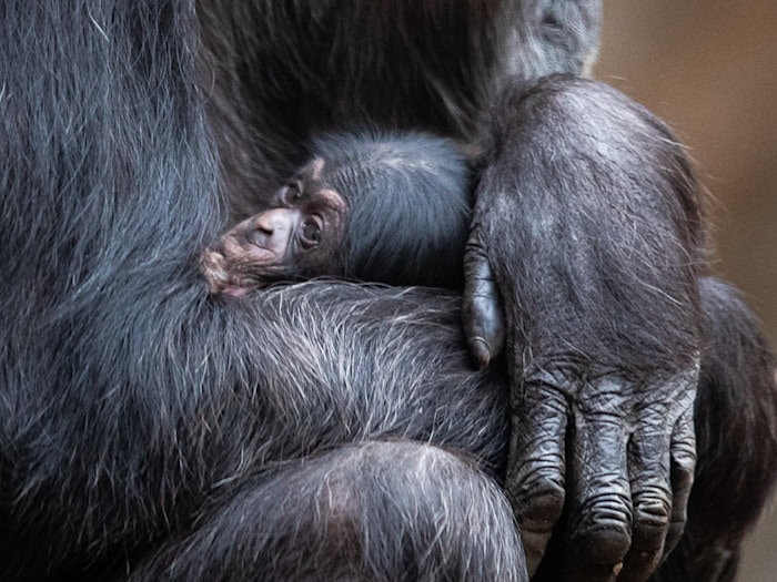Ein Schimpansenbaby wie dieses wurde auch im Tierpark Hellabrunn geboren. (Symbolbild) / Foto: Friso Gentsch/dpa