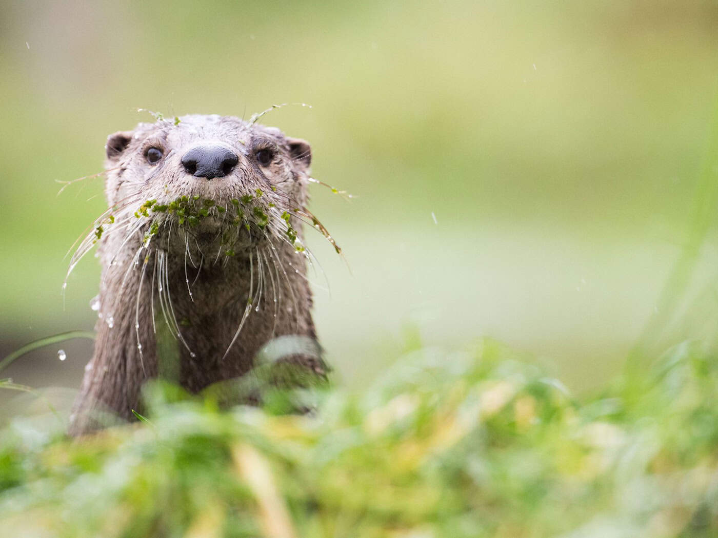 Gute Nachrichten für Bayerns Fischotter - bis auf Weiteres ist die gesetzliche Grundlage zur Tötung der streng geschützten Tiere im Freistaat vom VGH außer Vollzug gesetzt worden. (Illustration)  / Foto: Lino Mirgeler/dpa
