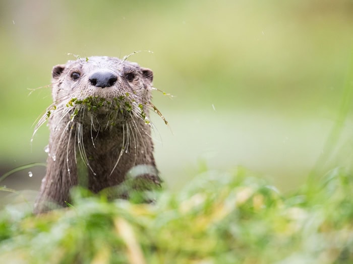 Gute Nachrichten für Bayerns Fischotter - bis auf Weiteres ist die gesetzliche Grundlage zur Tötung der streng geschützten Tiere im Freistaat vom VGH außer Vollzug gesetzt worden. (Illustration)  / Foto: Lino Mirgeler/dpa