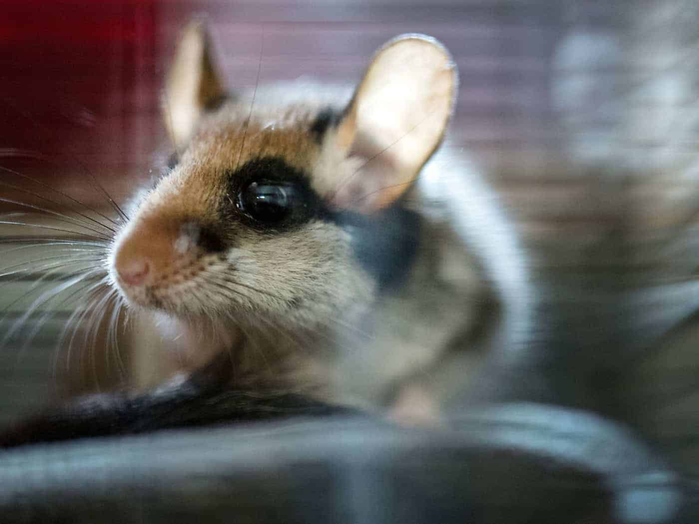 2023 wurde der Gartenschläfer von den Spenderinnen und Spendern der Deutschen Wildtierstiftung zum Tier des Jahres gewählt. (Archivbild) / Foto: Alexander Heinl/dpa/dpa-tmn