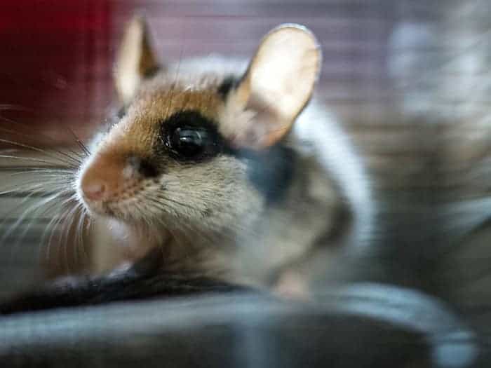 2023 wurde der Gartenschläfer von den Spenderinnen und Spendern der Deutschen Wildtierstiftung zum Tier des Jahres gewählt. (Archivbild) / Foto: Alexander Heinl/dpa/dpa-tmn
