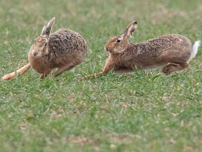 Zwei Feldhasen laufen über ein Feld. Meister Lampe breitet sich wieder in Deutschland aus – hat aber auch mit einer neuartigen Krankheit zu kämpfen. (Symbolbild) / Foto: Boris Roessler/dpa