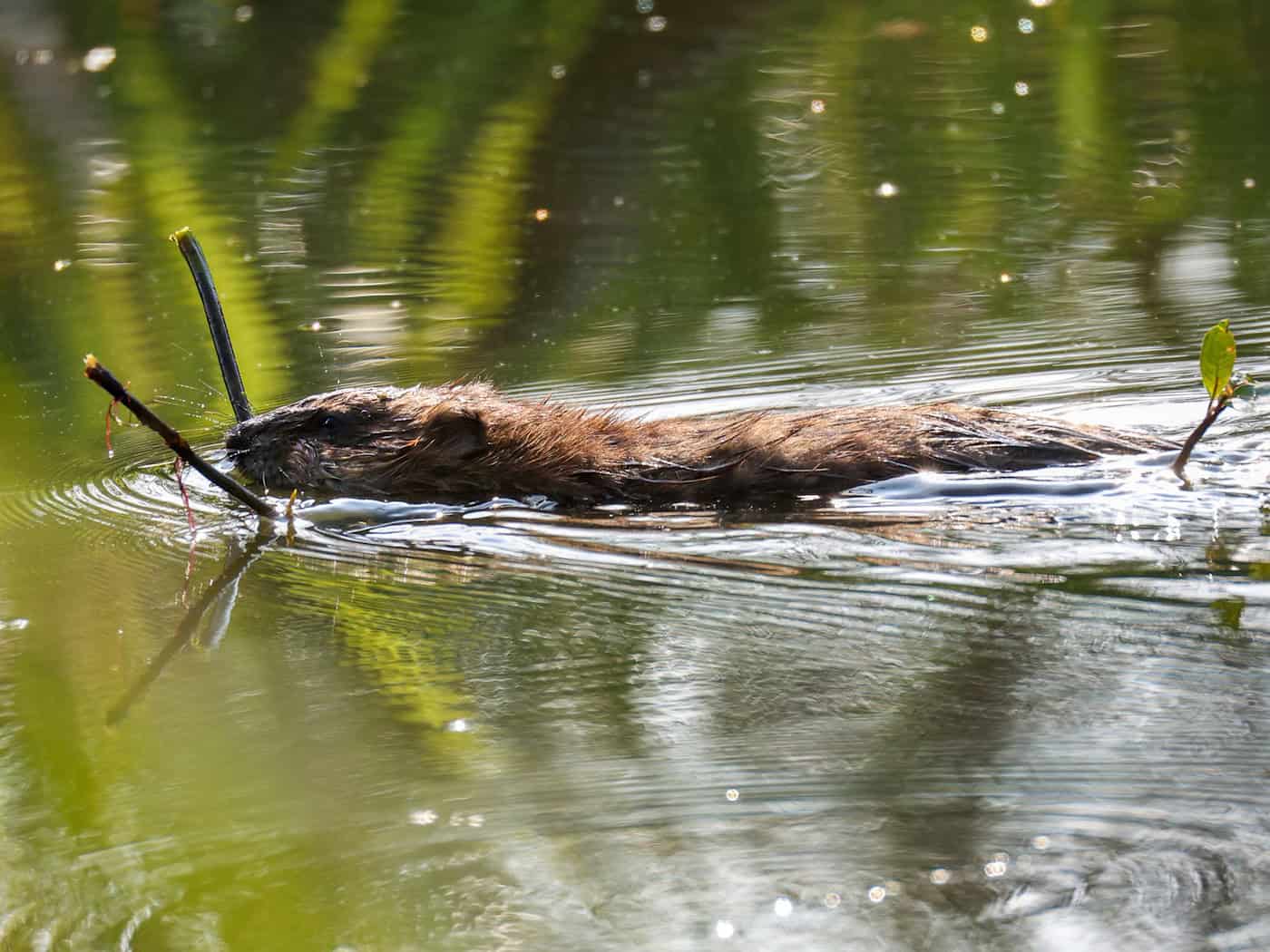 Nach Einschätzung der Beamten wurden die beiden Biber im Laufe der vergangenen Woche getötet. (Symbolbild) / Foto: Thomas Warnack/dpa
