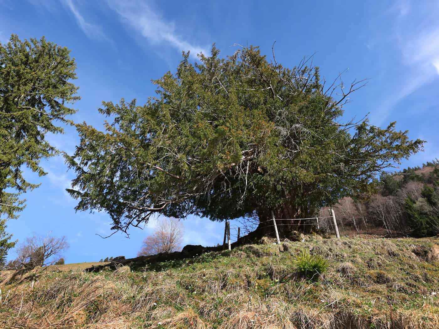 Die "Ureibe" steht einzeln und frei auf einer Almwiese.  / Foto: Karl-Josef Hildenbrand/dpa