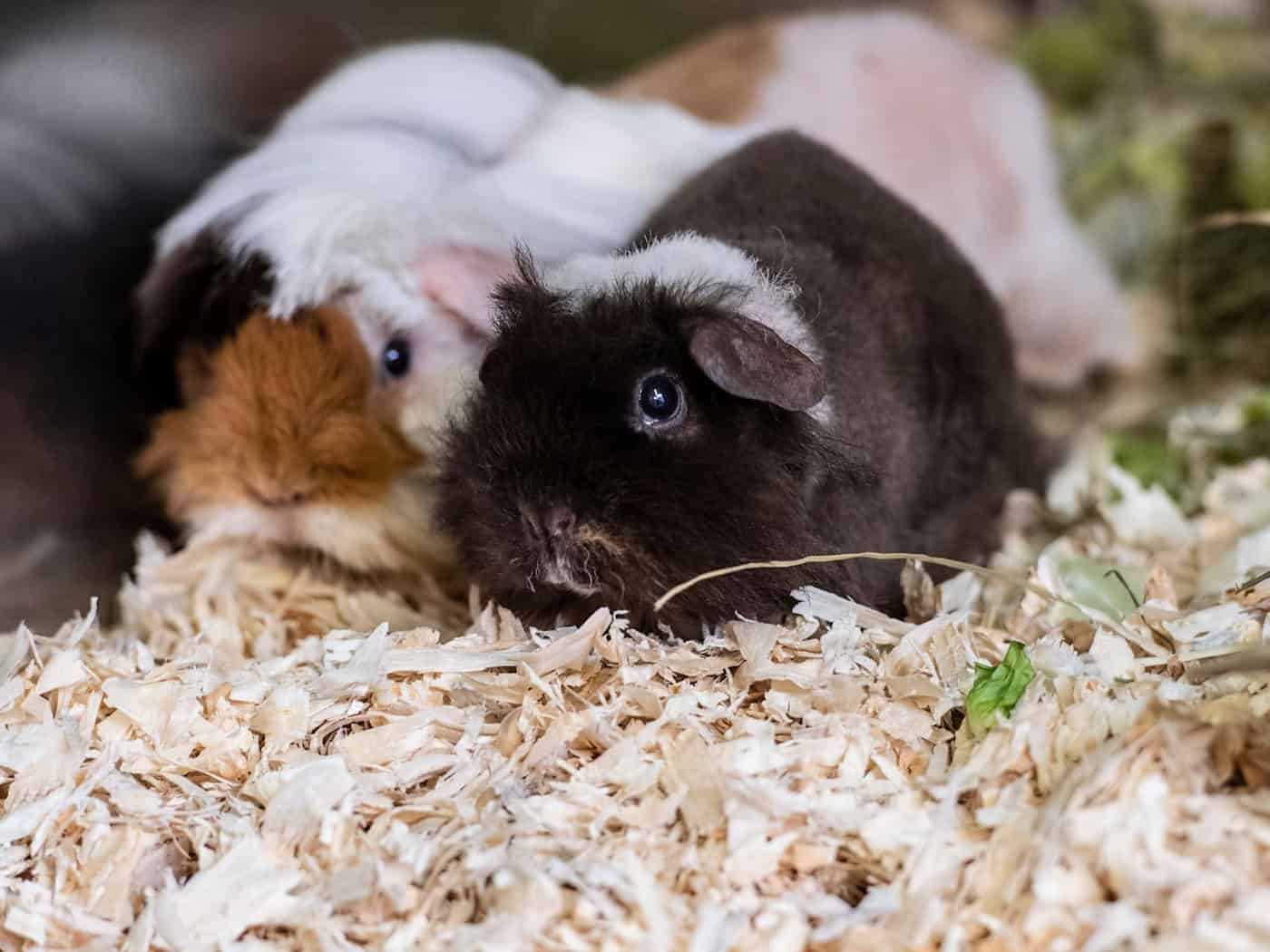Die Polizei hat 20 Meerschweinchen in mit Einstreu ausgelegten Kisten gefunden. (Symbolbild) / Foto: Paul Zinken/dpa
