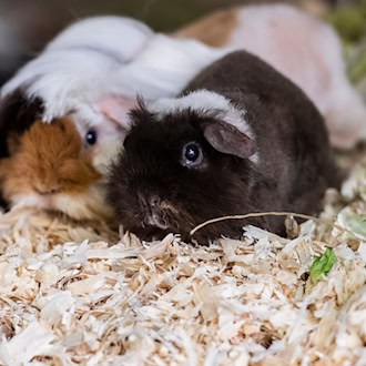 Die Polizei hat 20 Meerschweinchen in mit Einstreu ausgelegten Kisten gefunden. (Symbolbild) / Foto: Paul Zinken/dpa