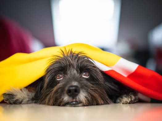 Ein traurig wirkender Havaneser unter einer gelb-roten Decke – Symbol für die eingeschränkte Lebensqualität von Hunden in Großstädten mit wenig Auslaufmöglichkeiten.