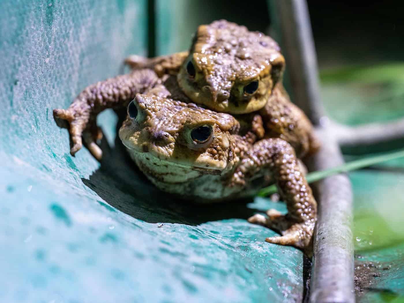 Wegen der Kälte sind die meisten Amphibien in diesem Jahr erst ab Ende März auf Wanderschaft gegangen.  / Foto: Pia Bayer/dpa