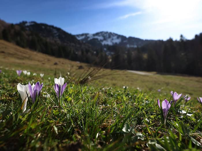 Frühlingsgefühle - und dann wieder Regen. Es bleibt das Aprilwetter.  / Foto: Karl-Josef Hildenbrand/dpa