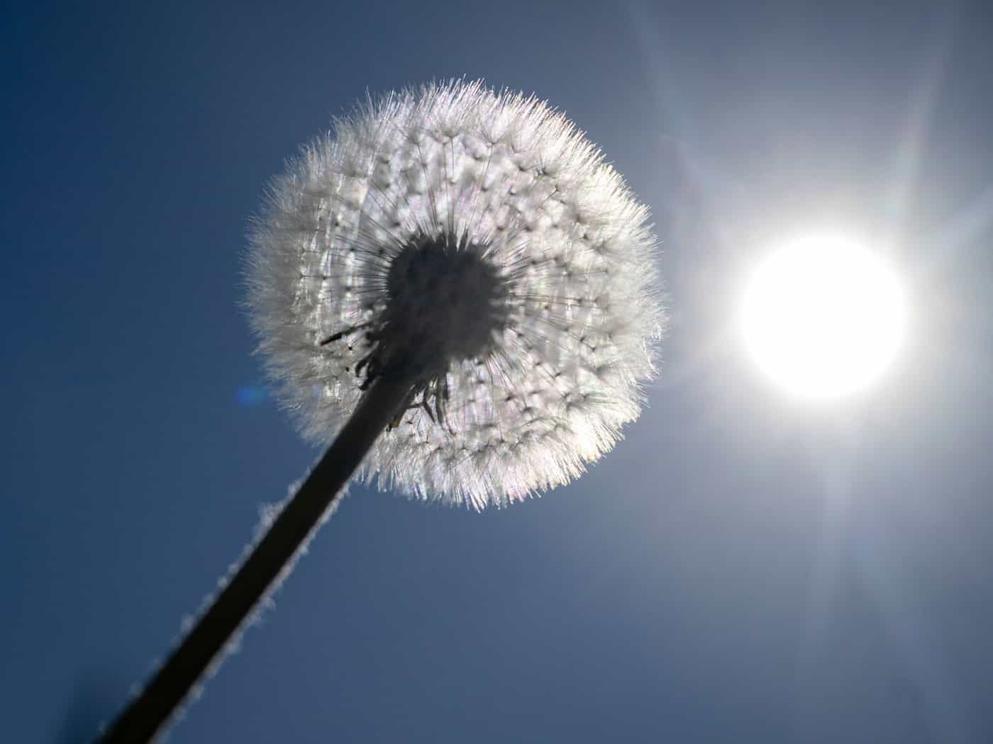 Sonne satt ist für die kommenden Tage in Bayern angekündigt. (Archivbild) / Foto: Stefan Puchner/dpa