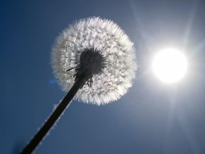 Sonne satt ist für die kommenden Tage in Bayern angekündigt. (Archivbild) / Foto: Stefan Puchner/dpa