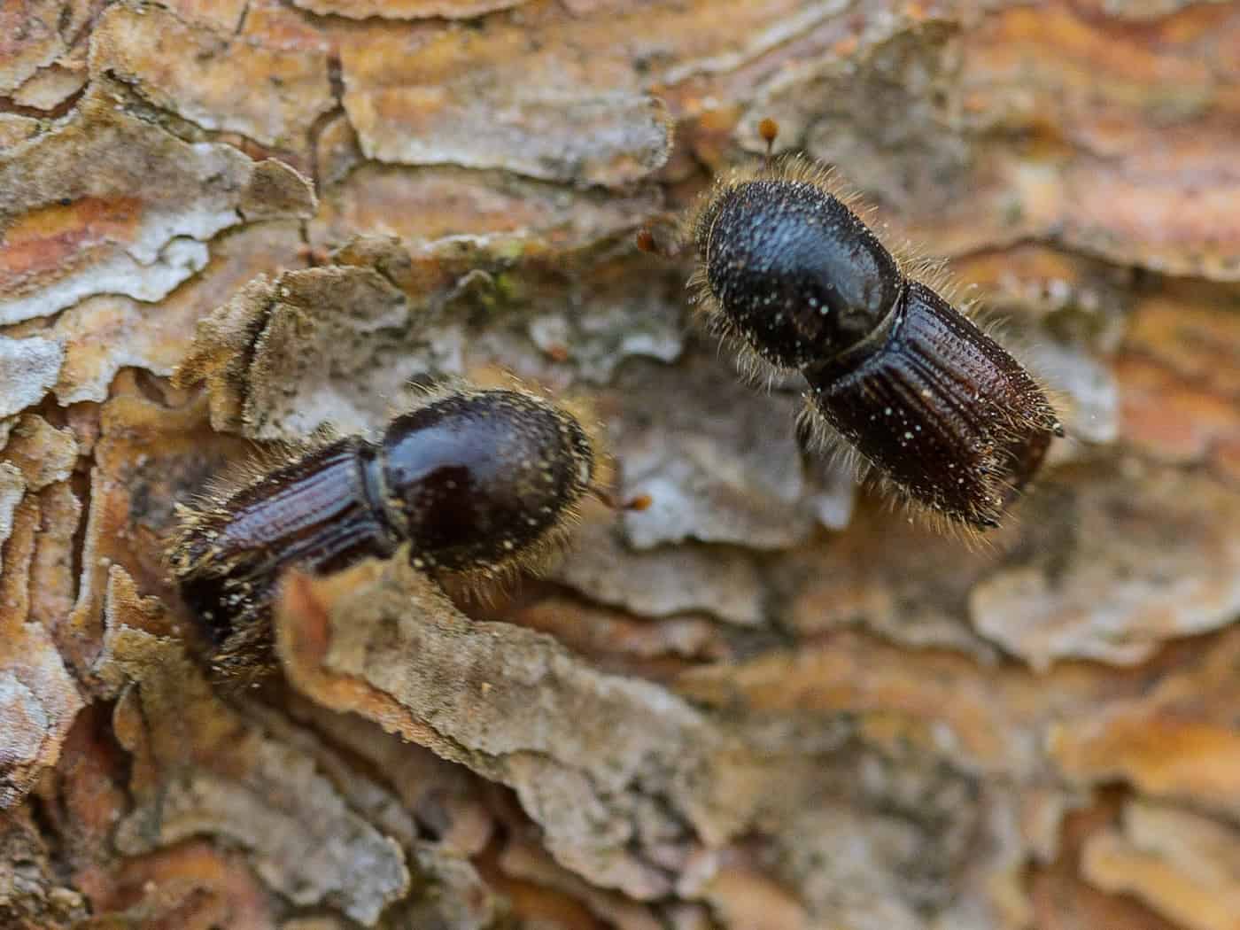 Die kleinen Käfer bringen den Bäumen den Tod. (Archivbild) / Foto: Andreas Arnold/dpa
