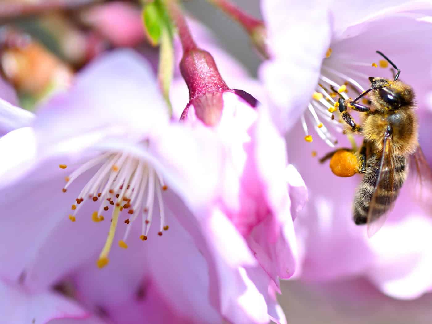 In Bayern ist der Frühling zurückgekehrt. (Archivbild) / Foto: Sven Hoppe/dpa
