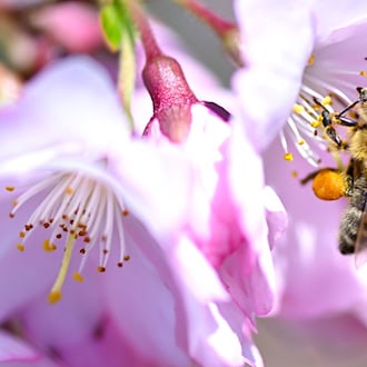 In Bayern ist der Frühling zurückgekehrt. (Archivbild) / Foto: Sven Hoppe/dpa