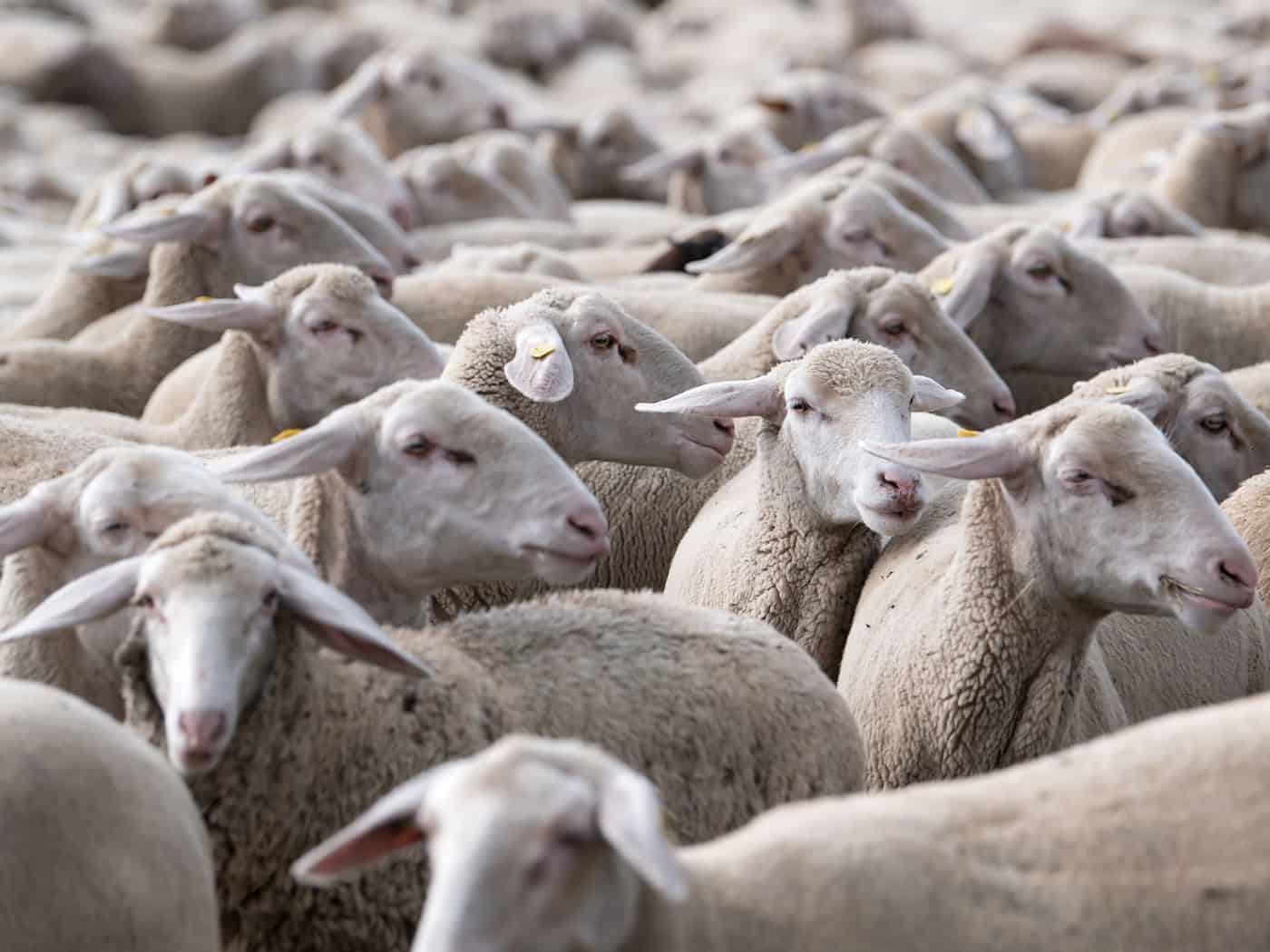Die toten Tiere weisen Bisswunden auf. (Symbolbild) / Foto: Sven Hoppe/dpa
