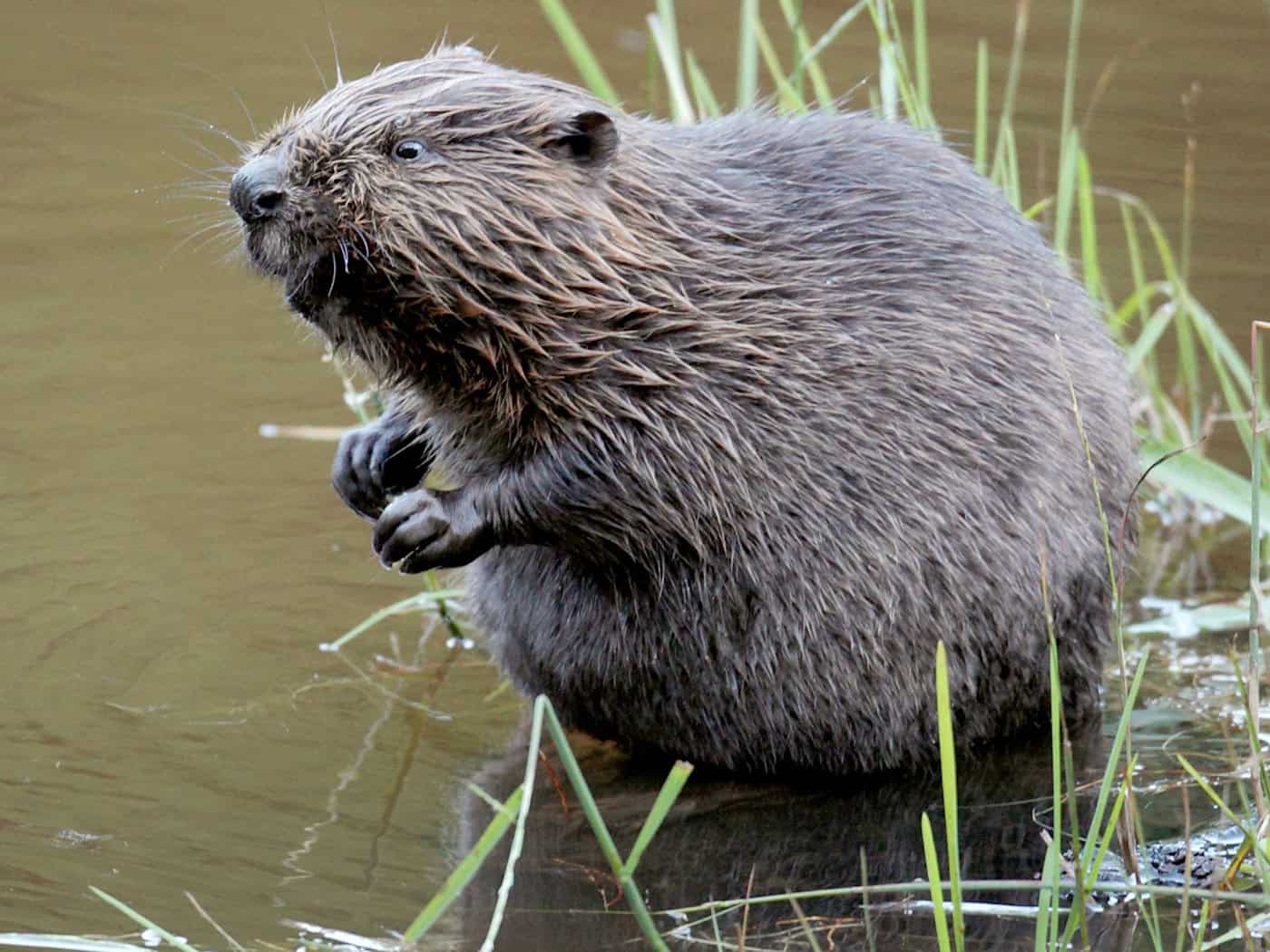 In Augsburg verirrte sich ein Biber in die Altstadt und verlor die Orientierung. (Symbolbild) / Foto: Felix Heyder/dpa