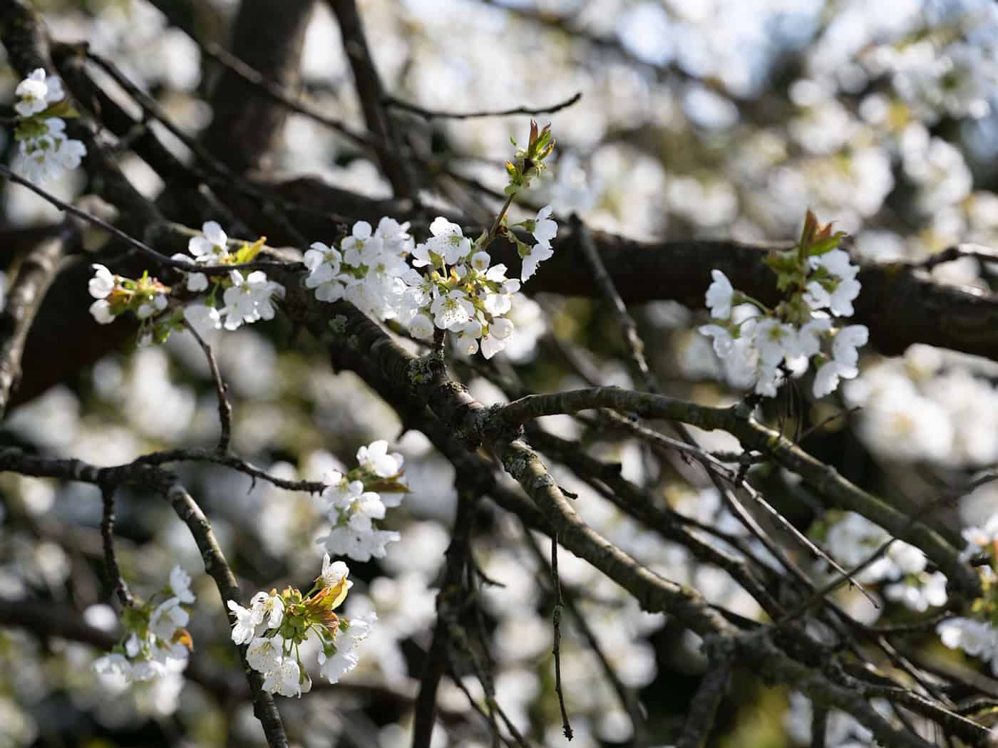 Erst am Montag soll sich die Sonne wieder zeigen. (Symbolbild) / Foto: Pia Bayer/dpa