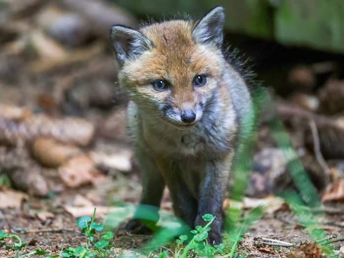 Die Feuerwehr entdeckte vier Fuchsjunge. (Symbolbild) / Foto: Thomas Warnack/dpa