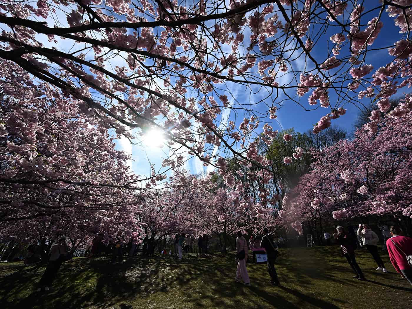 Im Münchner Olympiapark blühen bereits die Bäume. / Foto: Felix Hörhager/dpa