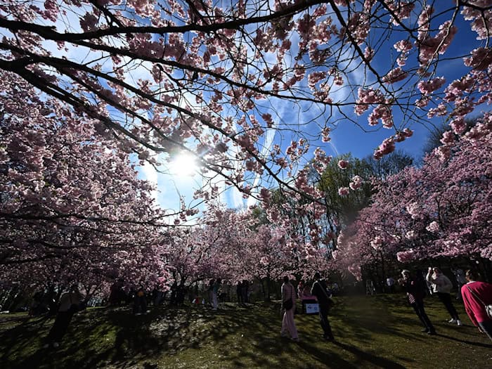 Im Münchner Olympiapark blühen bereits die Bäume. / Foto: Felix Hörhager/dpa