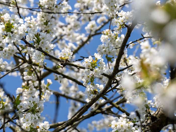 Frühling setzt sich in Bayern durch – viel Sonne, bis 23 Grad, Sonntag wechselhaft