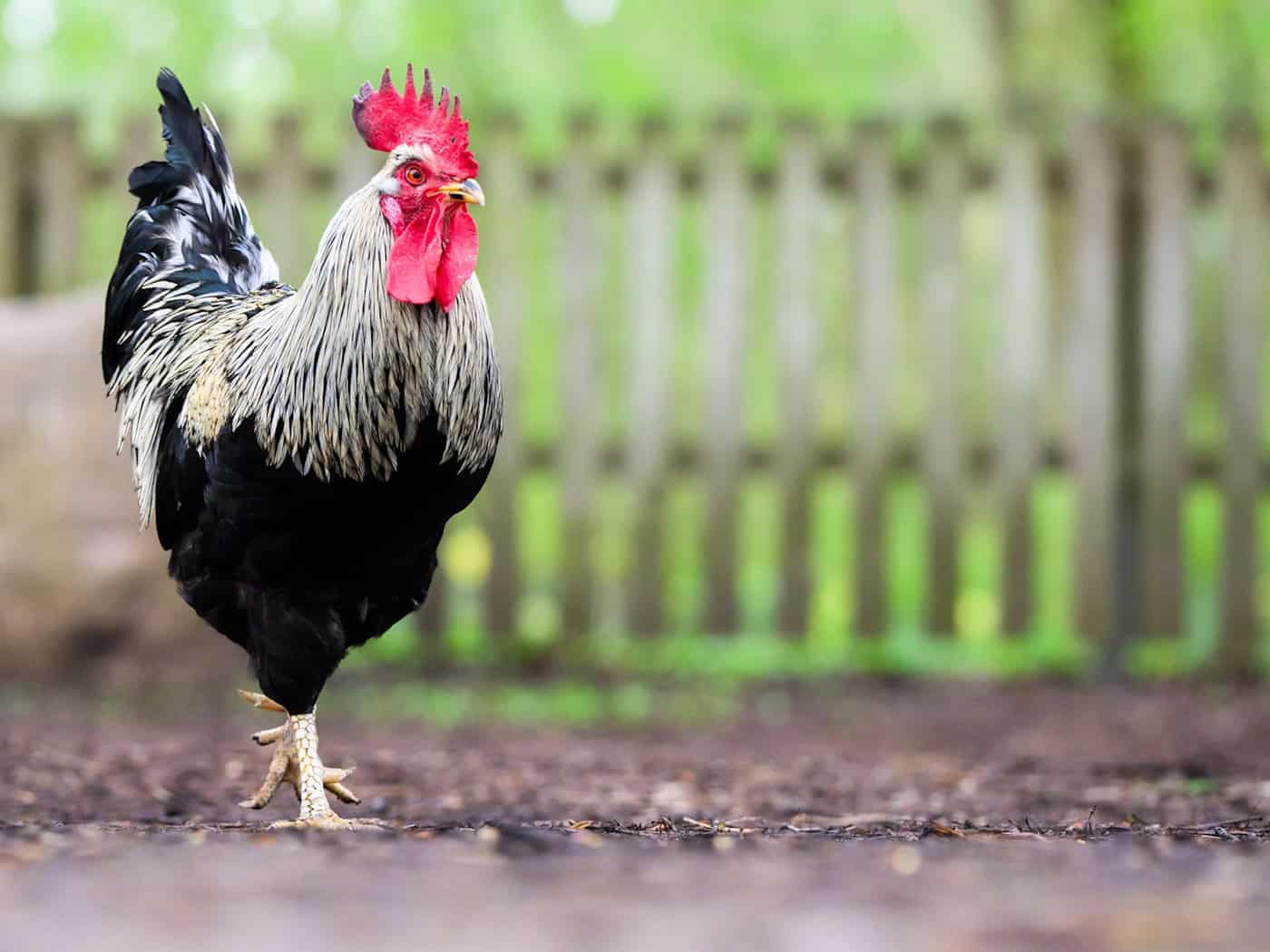 Woher der Hahn stammte, konnte die Polizei nicht mehr klären. (Symbolbild) / Foto: Julian Stratenschulte/dpa