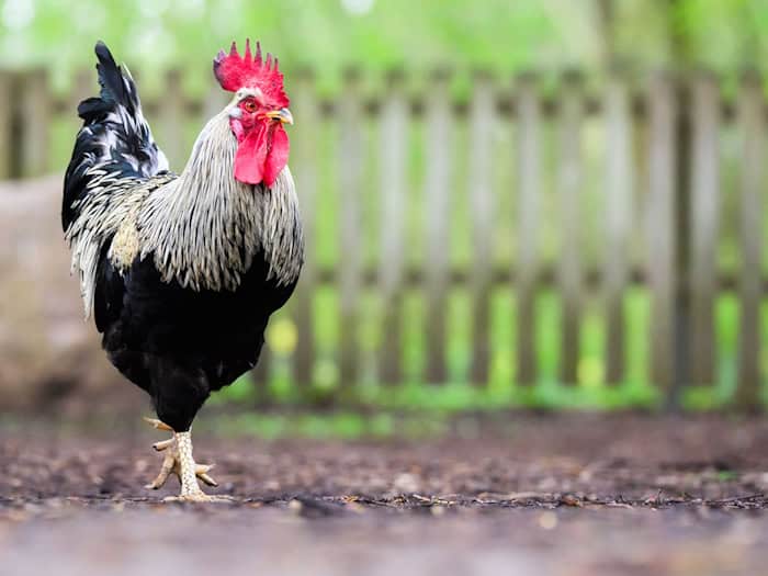 Woher der Hahn stammte, konnte die Polizei nicht mehr klären. (Symbolbild) / Foto: Julian Stratenschulte/dpa