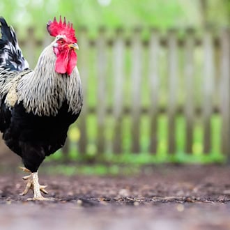 Woher der Hahn stammte, konnte die Polizei nicht mehr klären. (Symbolbild) / Foto: Julian Stratenschulte/dpa