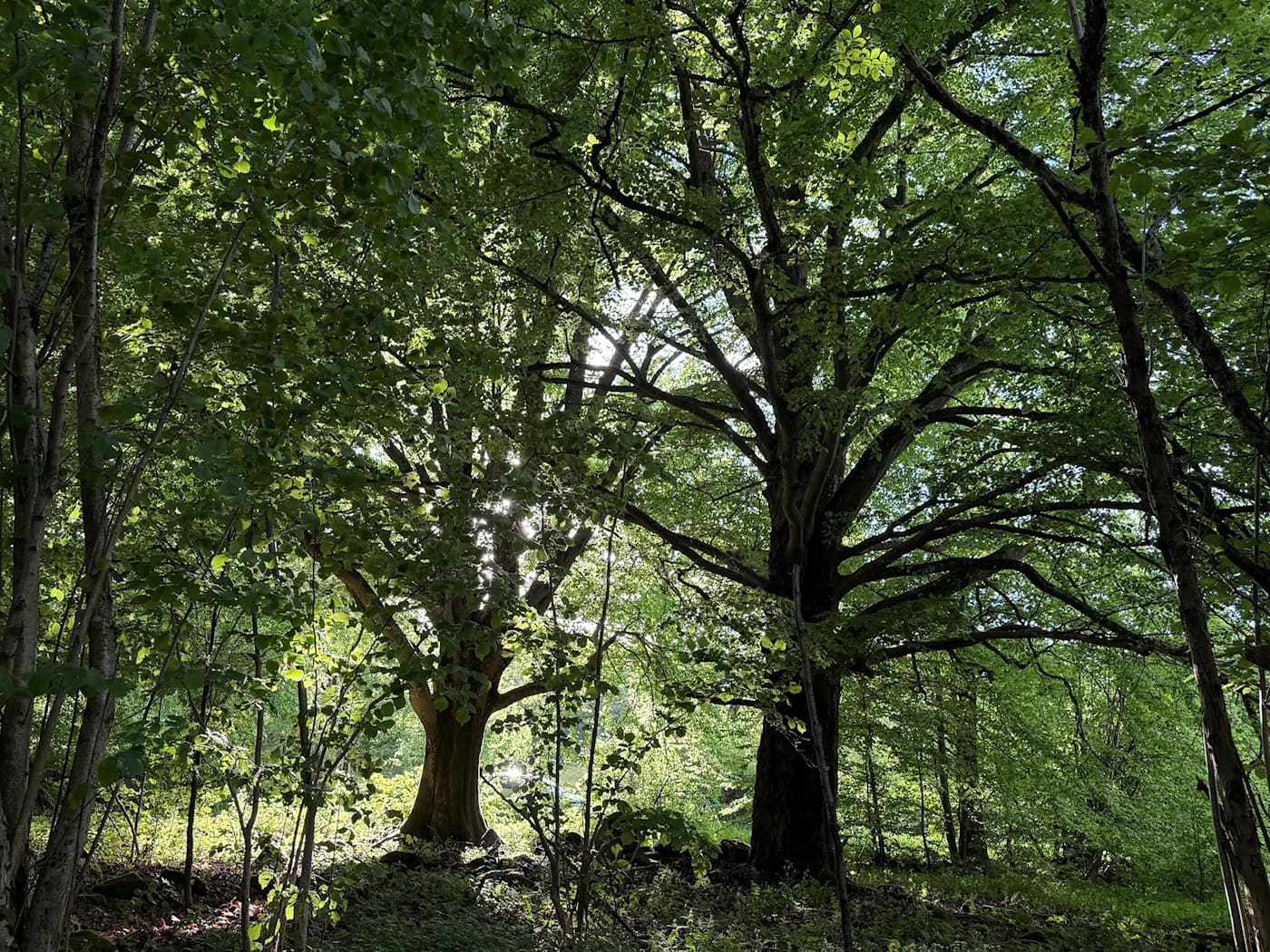 Die Rhön ist wie hier in ihrem bayrischen Teil Lebensraum alter knorriger Bäume. (Archivbild) / Foto: Michael Bauer/DPA