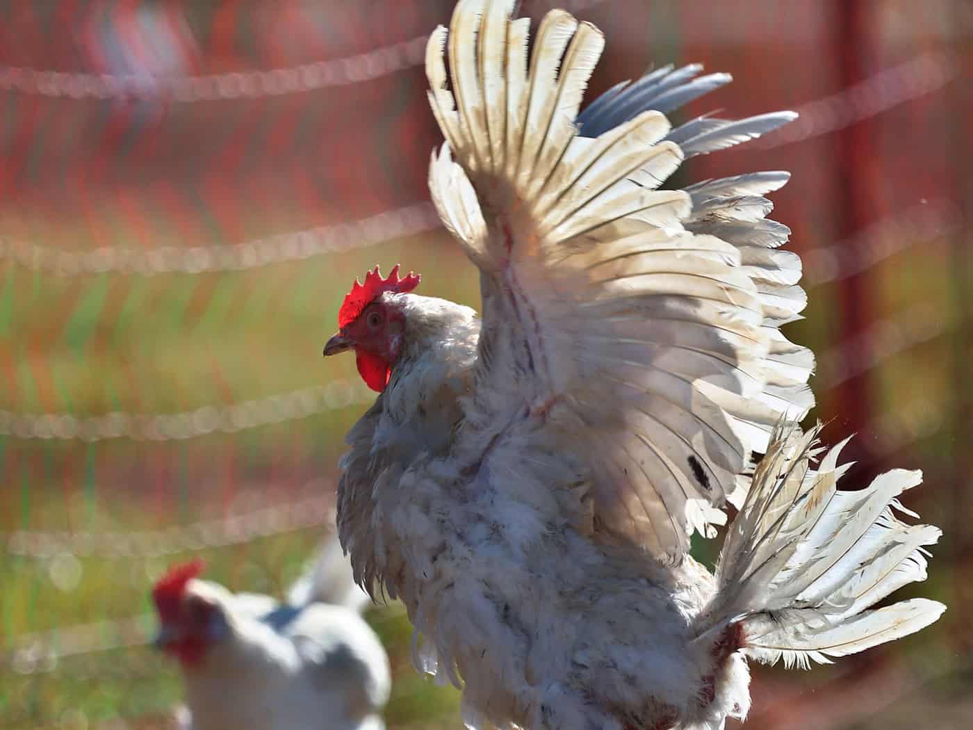 Sechs Hühner wurden in Regensburg auf einem Parkplatz zurückgelassen. (Symbolbild) / Foto: Karl-Josef Hildenbrand/dpa