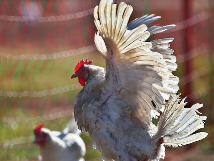 Sechs Hühner wurden in Regensburg auf einem Parkplatz zurückgelassen. (Symbolbild) / Foto: Karl-Josef Hildenbrand/dpa