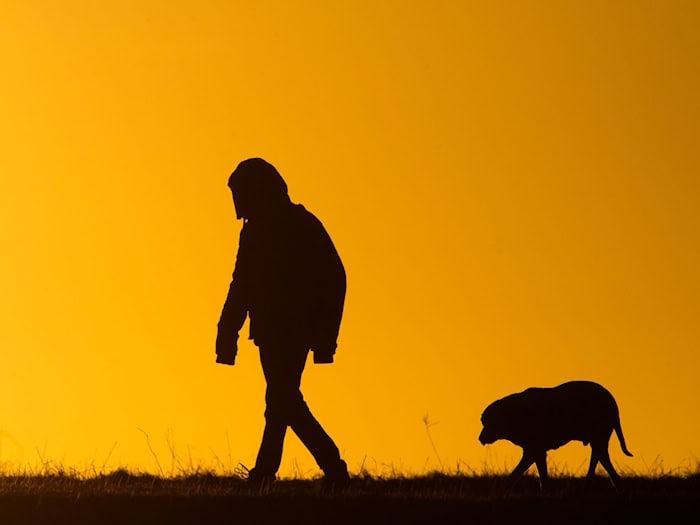 Die Polizei sucht nach dem Hund und seinem Herrchen. (Symbolbild) / Foto: Julian Stratenschulte/dpa