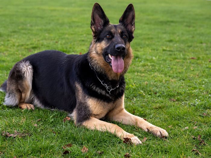 Die Polizei ermittelt nun gegen die Hundehalterin. (Symbolbild) / Foto: Stefan Puchner/dpa