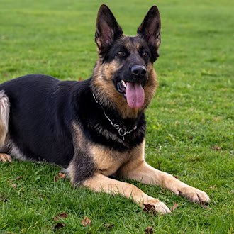 Die Polizei ermittelt nun gegen die Hundehalterin. (Symbolbild) / Foto: Stefan Puchner/dpa