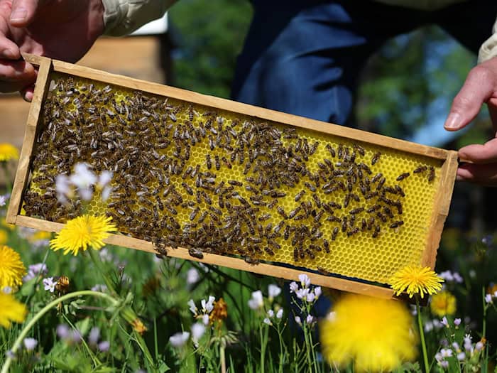 Ein Imker hat nach einem Bienenstich einen anaphylaktischen Schock erlitten. (Symbolbild) / Foto: Karl-Josef Hildenbrand/dpa