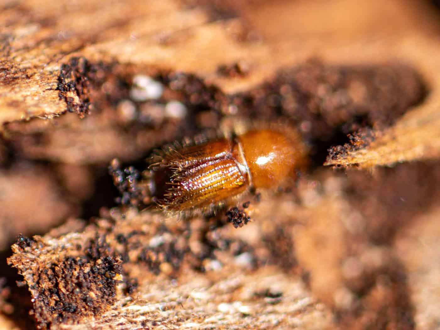Ein Borkenkäfer auf einer Baumrinde. (Archivbild) / Foto: Armin Weigel/dpa