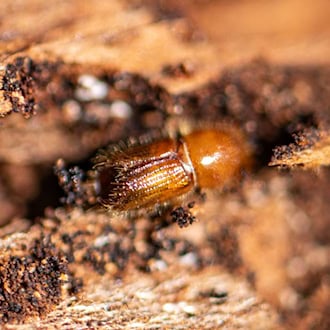 Ein Borkenkäfer auf einer Baumrinde. (Archivbild) / Foto: Armin Weigel/dpa