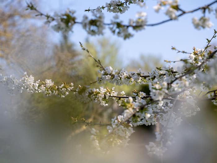 Blühende Bäume, wechselhafte Tage – der April macht seinem Namen alle Ehre. (Archivbild) / Foto: Pia Bayer/dpa