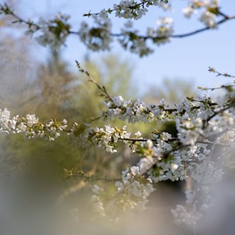 Blühende Bäume, wechselhafte Tage – der April macht seinem Namen alle Ehre. (Archivbild) / Foto: Pia Bayer/dpa