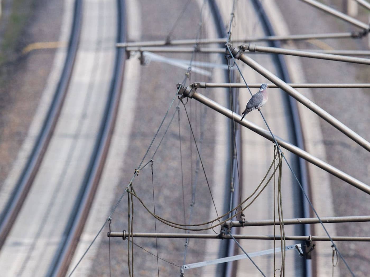 Wegen eines gerissenen Tragseils in der Oberleitung fahren am Ulmer Hauptbahnhof weder Fern- noch Regionalzüge. (Symbolbild) / Foto: Julian Stratenschulte/dpa