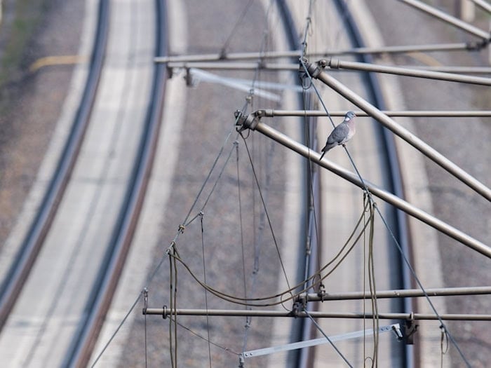 Wegen eines gerissenen Tragseils in der Oberleitung fahren am Ulmer Hauptbahnhof weder Fern- noch Regionalzüge. (Symbolbild) / Foto: Julian Stratenschulte/dpa