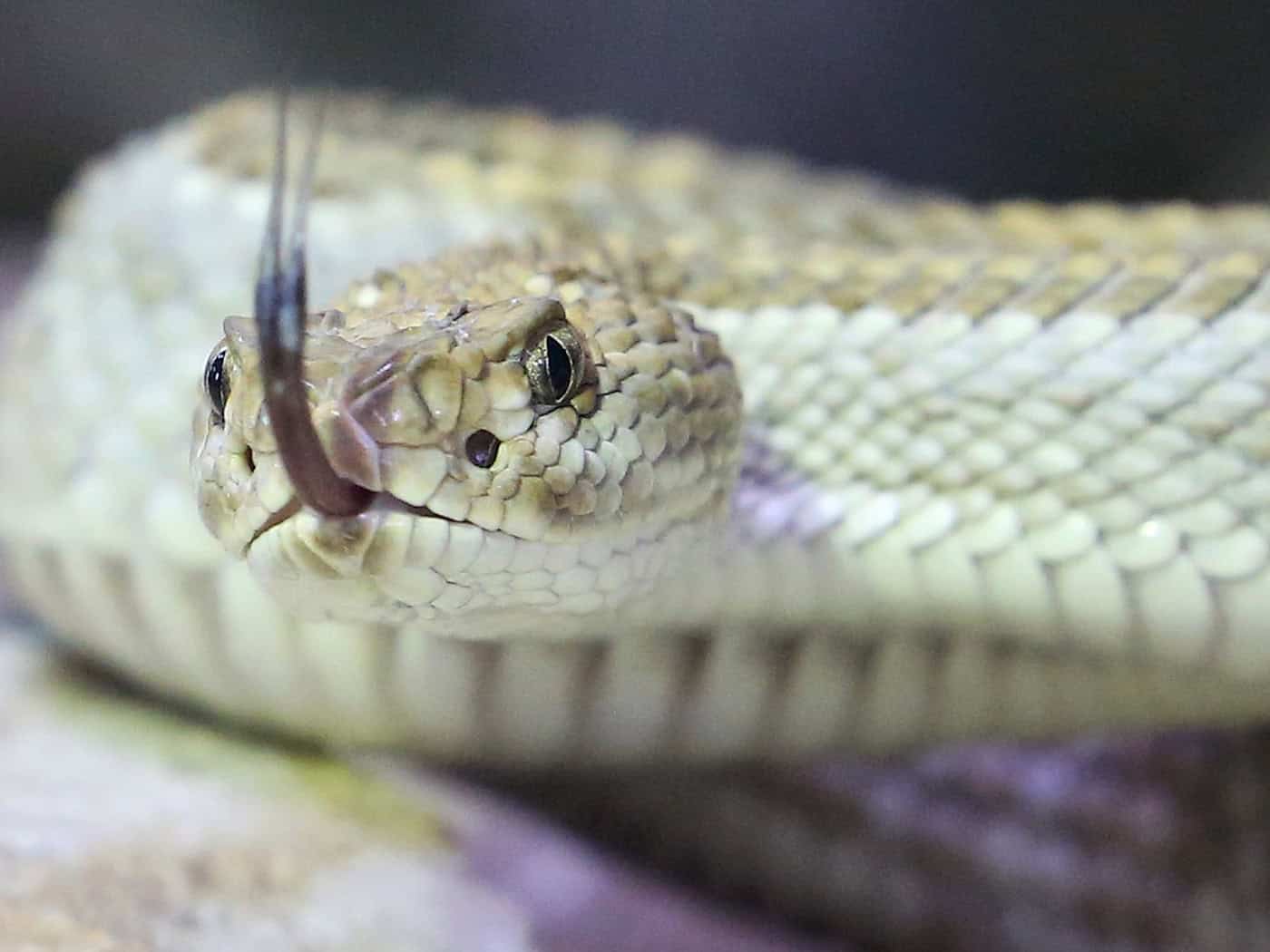 Der Allgäuer Gemeinde Blaichach drohen hohe Kosten für die Unterbringung von neun giftigen Schlangen. (Symbolfoto) / Foto: Roland Weihrauch/dpa