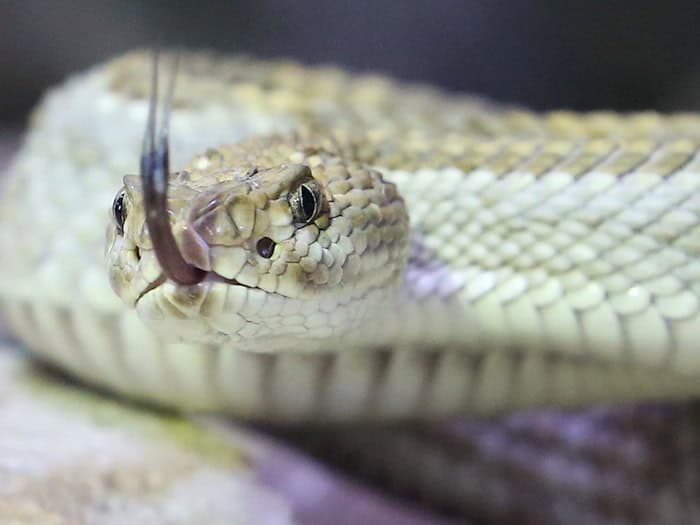 Der Allgäuer Gemeinde Blaichach drohen hohe Kosten für die Unterbringung von neun giftigen Schlangen. (Symbolfoto) / Foto: Roland Weihrauch/dpa