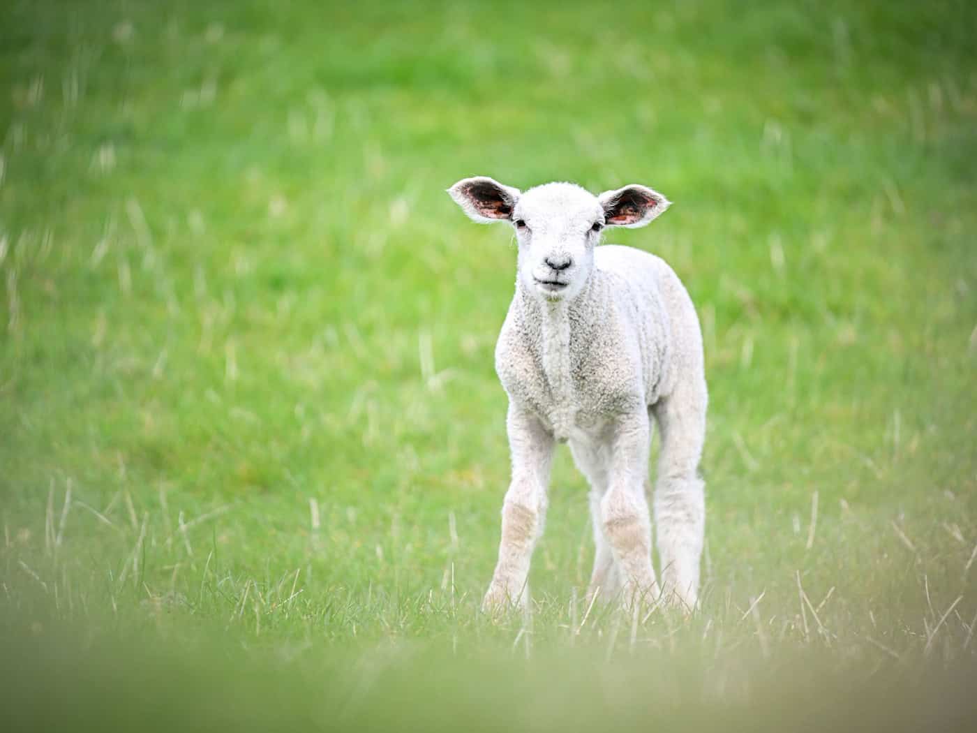 In der Oberpfalz haben zwei Männer mutmaßlich ein Lamm illegal geschächtet. (Symbolbild) / Foto: Sina Schuldt/dpa