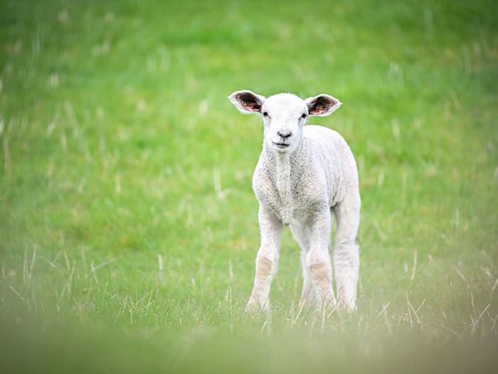 In der Oberpfalz haben zwei Männer mutmaßlich ein Lamm illegal geschächtet. (Symbolbild) / Foto: Sina Schuldt/dpa