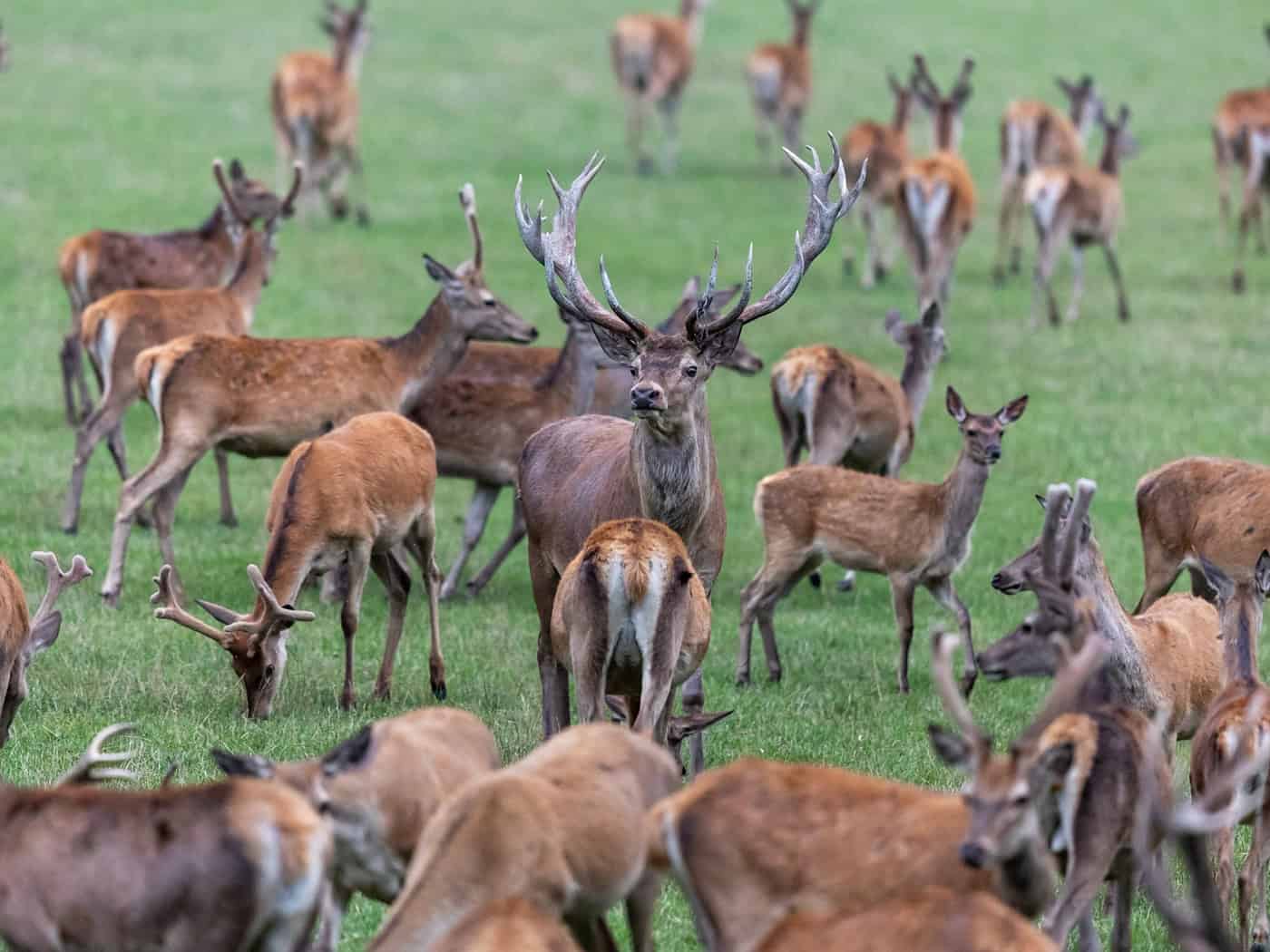 Die Mitglieder des bayerischen Jagdverbandes wählen ihren Präsidenten. Favorit ist Amtsinhaber Ernst Weidenbusch.  (Symbolbild) / Foto: Daniel Karmann/dpa