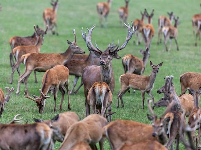 Die Mitglieder des bayerischen Jagdverbandes wählen ihren Präsidenten. Favorit ist Amtsinhaber Ernst Weidenbusch.  (Symbolbild) / Foto: Daniel Karmann/dpa