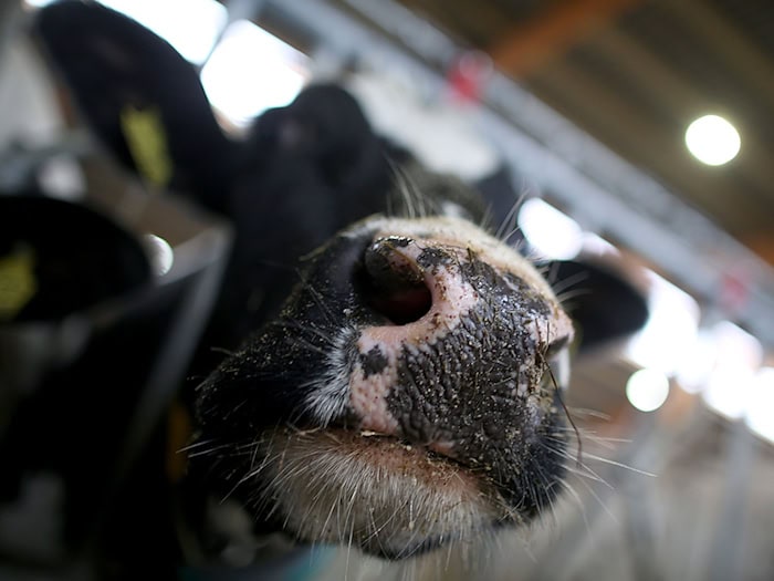 Die Bäuerin wird licht verletzt in eine Klinik gebracht. (Symbolbild) / Foto: Oliver Berg/dpa